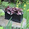 Mayne Cape Cod Patio Planter 24x11 - Black 4839-B - alternate 1